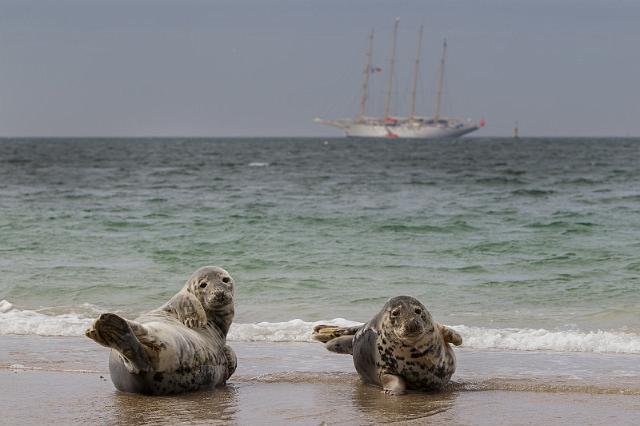 36 Dune, zeehonden.jpg